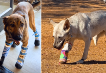 Thanks to iHeartDogs’ Hero VIP Club, Brooke and Clifford Are Truly Unstoppable Thanks to iHeartDogs' Hero VIP Club, Brooke and Clifford Are Truly Unstoppable