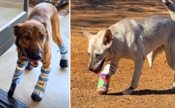 Thanks to iHeartDogs’ Hero VIP Club, Brooke and Clifford Are Truly Unstoppable Thanks to iHeartDogs' Hero VIP Club, Brooke and Clifford Are Truly Unstoppable