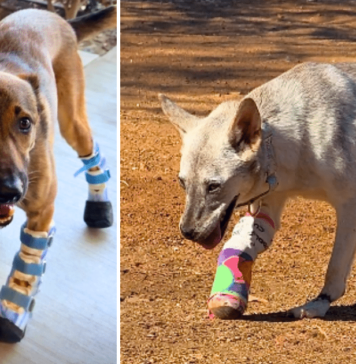 Thanks to iHeartDogs’ Hero VIP Club, Brooke and Clifford Are Truly Unstoppable Thanks to iHeartDogs' Hero VIP Club, Brooke and Clifford Are Truly Unstoppable