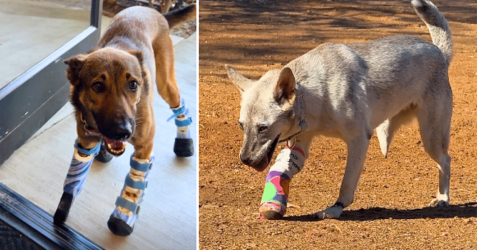 Thanks to iHeartDogs' Hero VIP Club, Brooke and Clifford Are Truly Unstoppable