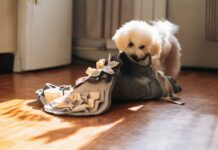 The Ins and Outs of Dog Stomach Gurgling The Ins and Outs of Dog Stomach Gurgling