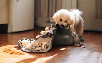 The Ins and Outs of Dog Stomach Gurgling The Ins and Outs of Dog Stomach Gurgling