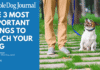 The Most Important Things to Teach Your Dog The Most Important Things to Teach Your Dog