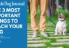 The Most Important Things to Teach Your Dog The Most Important Things to Teach Your Dog