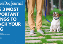 The Most Important Things to Teach Your Dog The Most Important Things to Teach Your Dog