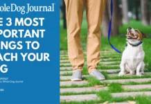 The Most Important Things to Teach Your Dog The Most Important Things to Teach Your Dog