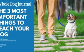 The Most Important Things to Teach Your Dog The Most Important Things to Teach Your Dog
