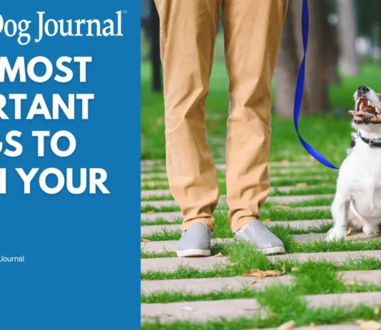 The Most Important Things to Teach Your Dog The Most Important Things to Teach Your Dog