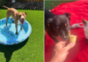 These Shelter Dogs Beat the Heat Thanks to Our Hero VIP Club Members These Shelter Dogs Beat the Heat Thanks to Our Hero VIP Club Members