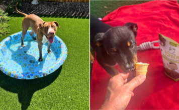 These Shelter Dogs Beat the Heat Thanks to Our Hero VIP Club Members These Shelter Dogs Beat the Heat Thanks to Our Hero VIP Club Members