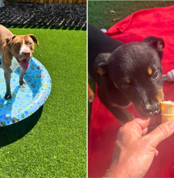 These Shelter Dogs Beat the Heat Thanks to Our Hero VIP Club Members These Shelter Dogs Beat the Heat Thanks to Our Hero VIP Club Members