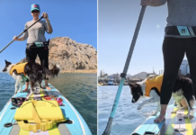 Two Dogs Share a Paddleboard, but One Booked a Cruise & the Other Signed Up for Adventure Two Dogs Share a Paddleboard, but One Booked a Cruise & the Other Signed Up for Adventure