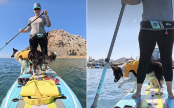 Two Dogs Share a Paddleboard, but One Booked a Cruise & the Other Signed Up for Adventure Two Dogs Share a Paddleboard, but One Booked a Cruise & the Other Signed Up for Adventure