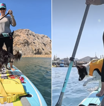 Two Dogs Share a Paddleboard, but One Booked a Cruise & the Other Signed Up for Adventure Two Dogs Share a Paddleboard, but One Booked a Cruise & the Other Signed Up for Adventure