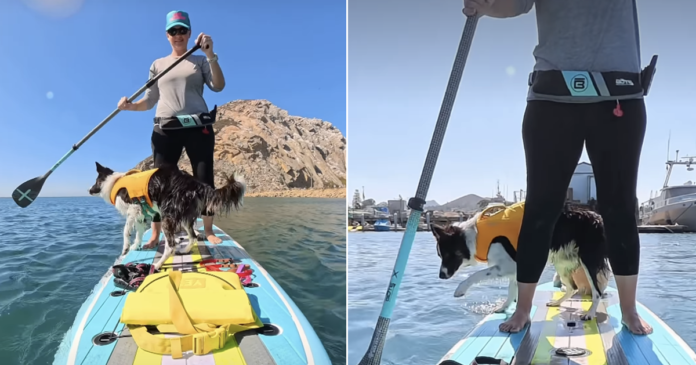 Two-Dogs-Share-a-Paddleboard-but-One-Booked-a-Cruise.png Two Dogs Share a Paddleboard, but One Booked a Cruise & the Other Signed Up for Adventure