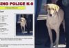 UPDATE: Search for Missing Police K9 Gael Ends With Good News UPDATE: Search for Missing Police K9 Gael Ends With Good News