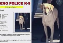 UPDATE: Search for Missing Police K9 Gael Ends With Good News UPDATE: Search for Missing Police K9 Gael Ends With Good News