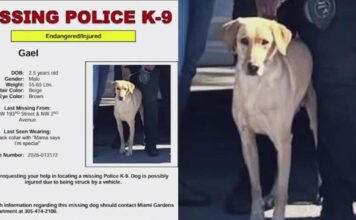 UPDATE: Search for Missing Police K9 Gael Ends With Good News UPDATE: Search for Missing Police K9 Gael Ends With Good News