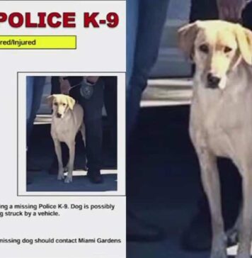 UPDATE: Search for Missing Police K9 Gael Ends With Good News UPDATE: Search for Missing Police K9 Gael Ends With Good News