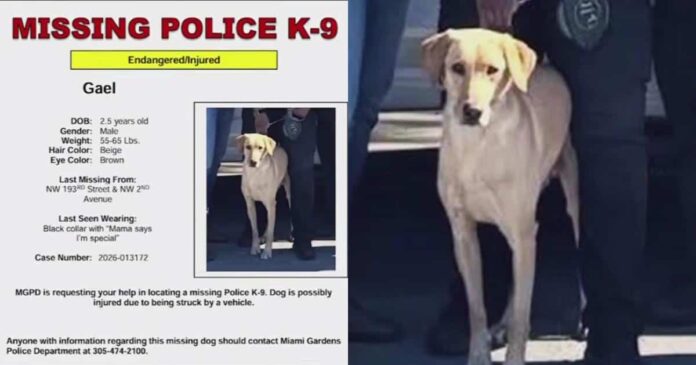 UPDATE: Search for Missing Police K9 Gael Ends With Good News