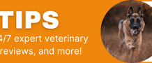 Video: How to Choose the Right Dog Food Video: How to Choose the Right Dog Food