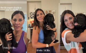 Video Shows Labrador Puppy Growing at an Almost Unbelievable Speed Week by Week Video Shows Labrador Puppy Growing at an Almost Unbelievable Speed Week by Week