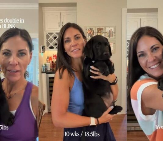 Video Shows Labrador Puppy Growing at an Almost Unbelievable Speed Week by Week Video Shows Labrador Puppy Growing at an Almost Unbelievable Speed Week by Week