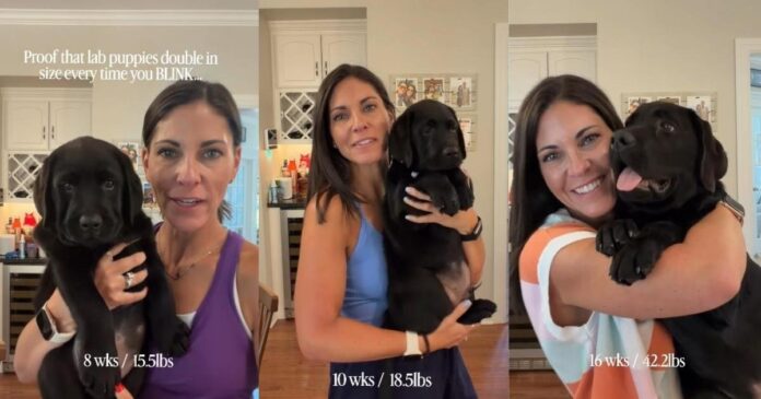 Video Shows Labrador Puppy Growing at an Almost Unbelievable Speed Week by Week