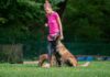 What You Need to Know: Intermediate Dog Training What You Need to Know: Intermediate Dog Training