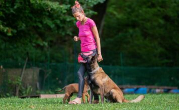 What You Need to Know: Intermediate Dog Training What You Need to Know: Intermediate Dog Training
