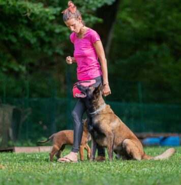 What You Need to Know: Intermediate Dog Training What You Need to Know: Intermediate Dog Training