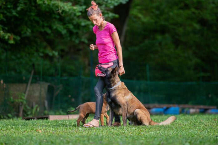 What-You-Need-to-Know-Intermediate-Dog-Training.jpg What You Need to Know: Intermediate Dog Training