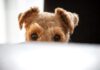 Why Does My Dog Follow Me Everywhere, Even to the Bathroom? Why Does My Dog Follow Me Everywhere, Even to the Bathroom?