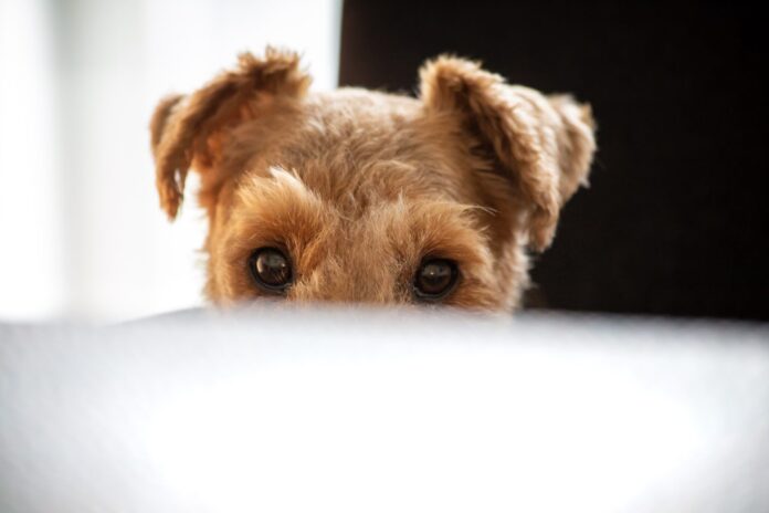 Why-Does-My-Dog-Follow-Me-Everywhere-Even-to-the.jpg Why Does My Dog Follow Me Everywhere, Even to the Bathroom?