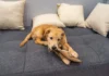 Why Your Dog Chews – Whole Dog Journal Why Your Dog Chews - Whole Dog Journal