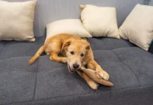Why Your Dog Chews – Whole Dog Journal Why Your Dog Chews - Whole Dog Journal
