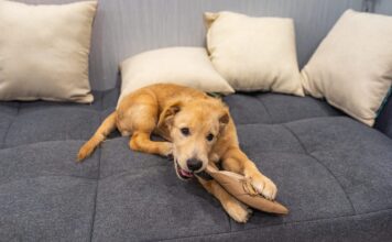 Why Your Dog Chews – Whole Dog Journal Why Your Dog Chews - Whole Dog Journal