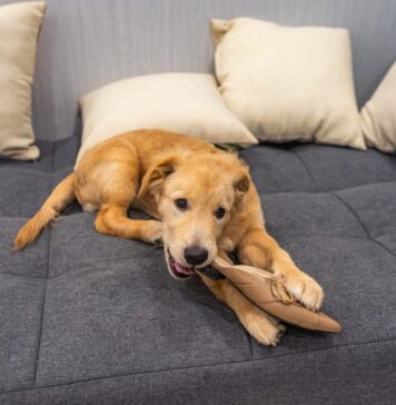Why Your Dog Chews – Whole Dog Journal Why Your Dog Chews - Whole Dog Journal