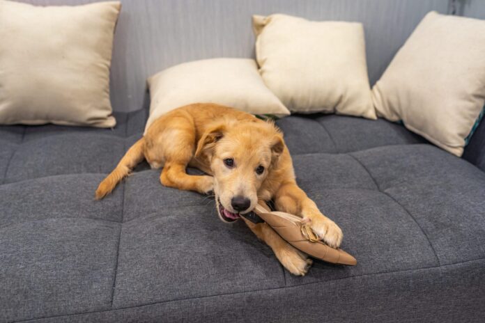 Why Your Dog Chews - Whole Dog Journal