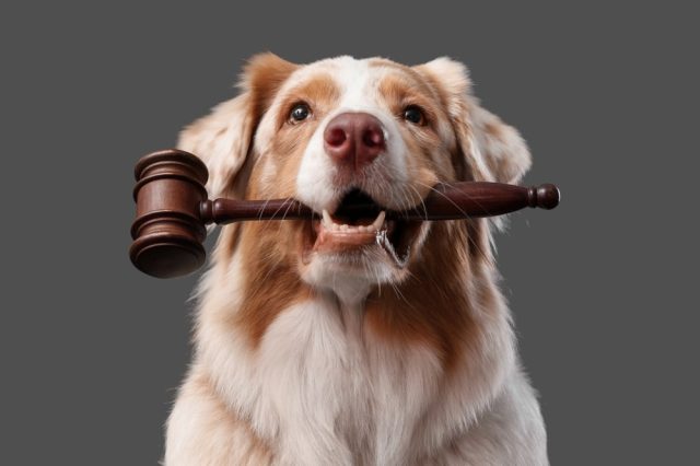 Australian Shepherd holding a wooden gavel, delivering the verdict in the Wholemade vs Instant Fresh comparison
