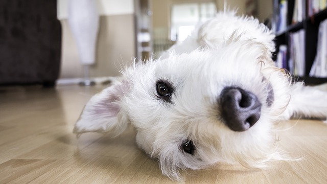 dog tear stains