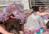 ‘Scary’ Big Dog’s Life Takes Unexpected Turn When Toddler Dresses Him as Princess & He Doesn’t Mind ‘Scary’ Big Dog’s Life Takes Unexpected Turn When Toddler Dresses Him as Princess & He Doesn’t Mind
