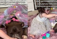 ‘Scary’ Big Dog’s Life Takes Unexpected Turn When Toddler Dresses Him as Princess & He Doesn’t Mind ‘Scary’ Big Dog’s Life Takes Unexpected Turn When Toddler Dresses Him as Princess & He Doesn’t Mind