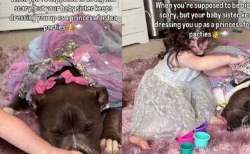 ‘Scary’ Big Dog’s Life Takes Unexpected Turn When Toddler Dresses Him as Princess & He Doesn’t Mind ‘Scary’ Big Dog’s Life Takes Unexpected Turn When Toddler Dresses Him as Princess & He Doesn’t Mind