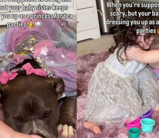 ‘Scary’ Big Dog’s Life Takes Unexpected Turn When Toddler Dresses Him as Princess & He Doesn’t Mind ‘Scary’ Big Dog’s Life Takes Unexpected Turn When Toddler Dresses Him as Princess & He Doesn’t Mind