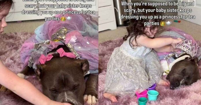 ‘Scary’ Big Dog’s Life Takes Unexpected Turn When Toddler Dresses Him as Princess & He Doesn’t Mind