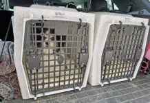 Choosing the Best Hard Dog Crate for Your Dog Choosing the Best Hard Dog Crate for Your Dog