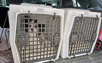 Choosing the Best Hard Dog Crate for Your Dog Choosing the Best Hard Dog Crate for Your Dog