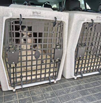 Choosing the Best Hard Dog Crate for Your Dog Choosing the Best Hard Dog Crate for Your Dog
