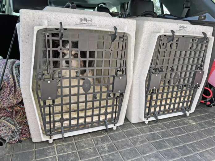 Choosing-the-Best-Hard-Dog-Crate-for-Your-Dog.webp Choosing the Best Hard Dog Crate for Your Dog